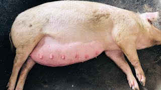 5 Surprising Facts About Pigs You Didnt Know [upl. by Ji]