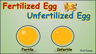 Fertilized Egg Vs Unfertilized Egg [upl. by Tonie]