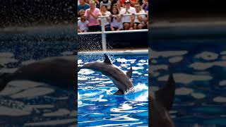 Dolphin’s Amazing Jump Show [upl. by Ailsun]