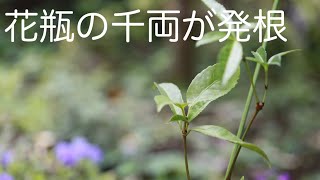 ガーデニングvlog千両が発根しました！お正月の切り花から新芽が＊半日陰で育てています＊2021627 [upl. by Eilyab]