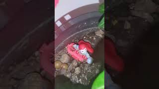 New Kinder Joy Egg Toys in Plant [upl. by Tlevesoor]