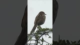 Striated grassbird song [upl. by Seavir678]