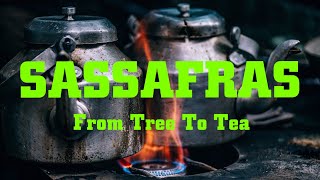 Sassafras  From Tree To Tea [upl. by Paquito]