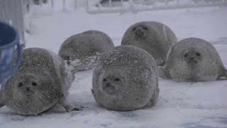 A Blubbering Bouncing Seal Collection [upl. by Marys]