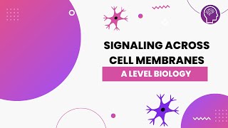 Signalling Across Cell Membranes  A Level Biology  OCR AQA Edexcel [upl. by Odnalor]