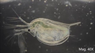 Daphnia magna under the Microscope [upl. by Rame]