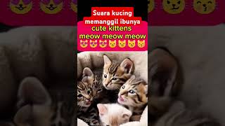 Suara kucing memanggil ibunya [upl. by Theola21]