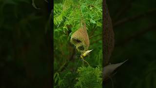 Penduline tit 🐦birds amazingfacts animals smartbird [upl. by Eliathas]