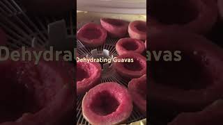 Dehydrating Guavas [upl. by Conti]