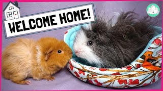 Terrified Guinea Pigs 5 Simple Steps for Settling in New Guinea Pigs [upl. by Enomys]