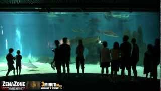 3 Minuti di  Acquario di Genova [upl. by Hephzibah]