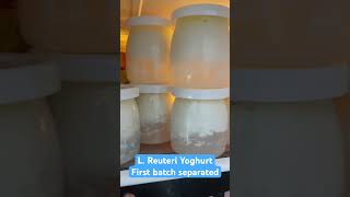 L Reuteri Yoghurt first batch separated I used 35 milk and added heavy cream [upl. by Starbuck]