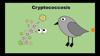 6 Cryptococcosis المستخفيات Cryptococcus neoformans [upl. by Anna]