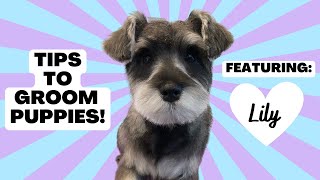 How To Groom a Puppy  Miniature Schnauzer Puppy  Puppy Haircut [upl. by Etnuaed]