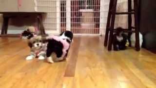 HavaHug Havanese Puppy Play [upl. by Minna]