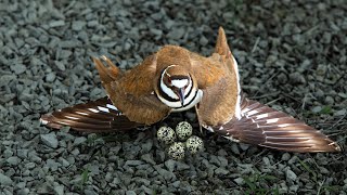 Killdeer A tricky Bird That Tricks Predators [upl. by Haimrej458]