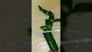 Slicing green chili pepper Siling mahaba Satisfying shorts [upl. by Candless]