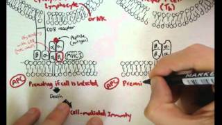 Immunology  Innate Immunity MHC structure [upl. by Cope574]