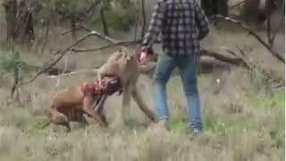 Man saves his dog from a kangaroo [upl. by Iuq]