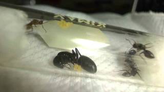 Camponotus pennsylvanicus Emerging from Hibernation Time lapse HD [upl. by Pepper]