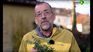 Buchsersatzpflanzen  Gartentipps von Volker Kugel  wwwgrünzeugtv [upl. by Arvie]