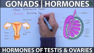 Gonads and Hormones [upl. by Schwab147]