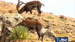 Ethiopia  The Simien Mountains National Park [upl. by Camroc122]