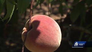 Late freeze nearly wipes out South Carolina peaches [upl. by Osmen]