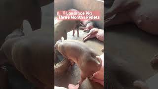 The Viral Sagar Pig Farm Video Explained [upl. by Edd]