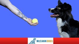 How To Train Your Dog To Drop A Ball DIRECTLY Into Your Hand  Professional Dog Training Tips [upl. by Naamana33]