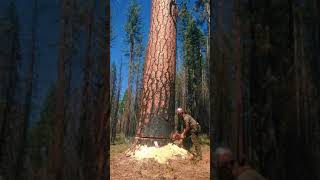 Technique to cut giant tree in less than 5 minutes [upl. by Iahcedrom415]