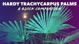 Trachycarpus Fortunei amp Wagnerianus Hardy Palms  a Quick Comparison [upl. by Iviv]