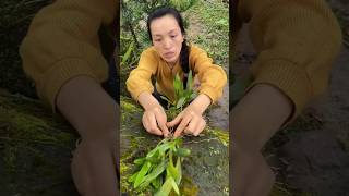 Plantation in rockshorts trending orchids plants bonsai flowers diy shortsvideo facts [upl. by Nnoj]