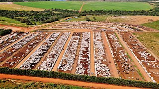 FAZENDA CONFORTO  MAIOR confinamento de gado do BRASIL [upl. by Muffin]