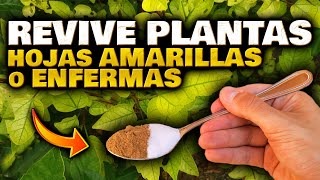 REVIVE tus PLANTAS en HORAS SALVA y CURA las HOJAS AMARILLAS o MARCHITAS  Abono Casero Orgánico [upl. by Amis]