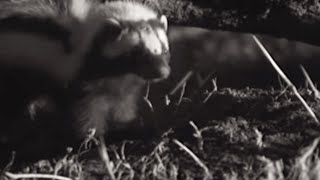 Skunk vs Snake  BBC Earth [upl. by Dibbrun]