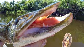 Pike And Muskie Were CRUSHING The Whopper Plopper [upl. by Nangatrad]