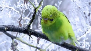 How to Take Care of a Budgie in the winter  Parakeet [upl. by Analiese]