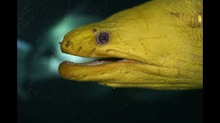 Facts The Moray Eel [upl. by Panayiotis]