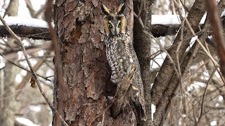 Longeared Owl  Asio otus [upl. by Starla]