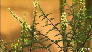 Plants for pollinatorsFar South NurseryCentral Texas Gardener [upl. by Direj189]