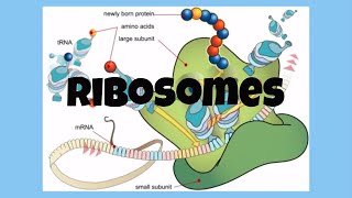 The CellRibosomes [upl. by Evreh]