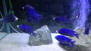 Placidochromis Phenochilus Mdoka White Lips African cichlids [upl. by Woodberry]