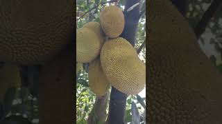 Jackfruit Artocarpus Heterophyllus [upl. by Gnuj]