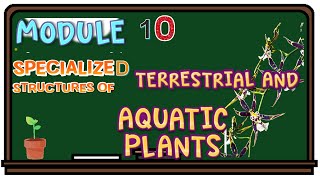 SCIENCE 4 QUARTER 2 WEEK 3 MODULE 10 SPECIALIZED STRUCTURES OF TERRESTRIAL AND AQUATIC PLANTS [upl. by Patrizio]