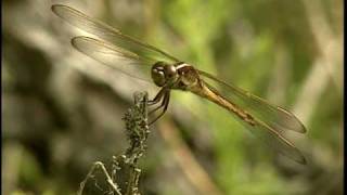 Dragonfly  National Park Animals for Kids [upl. by Eitsim467]