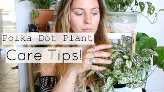 Polka Dot Plant Care Tips amp Tricks  Polka Dot Houseplant Care [upl. by Onin]