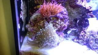 Anemone is on the move Wild saltwater REEF tank [upl. by Norreg690]