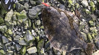 How to catch flounder in NZ [upl. by Tore]