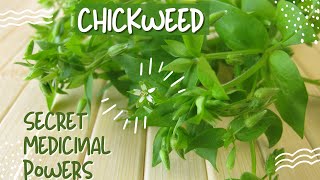 Chickweed Herb The Secret Healing Powers of Chickweed [upl. by Knute429]